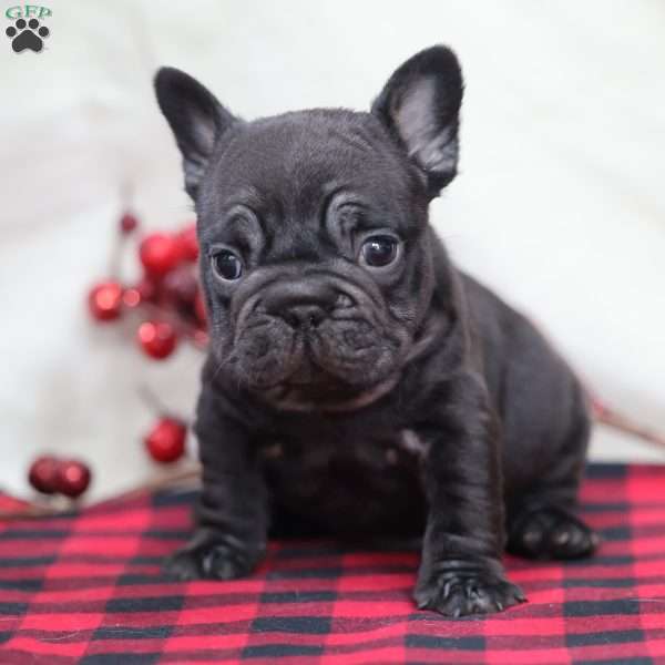 Onyx, French Bulldog Puppy